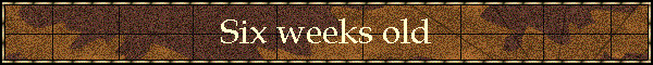 Six weeks old