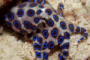 Blue Ringed Octopus.JPG (49466 Byte)