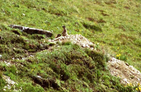 Marmots.jpg (163492 bytes)