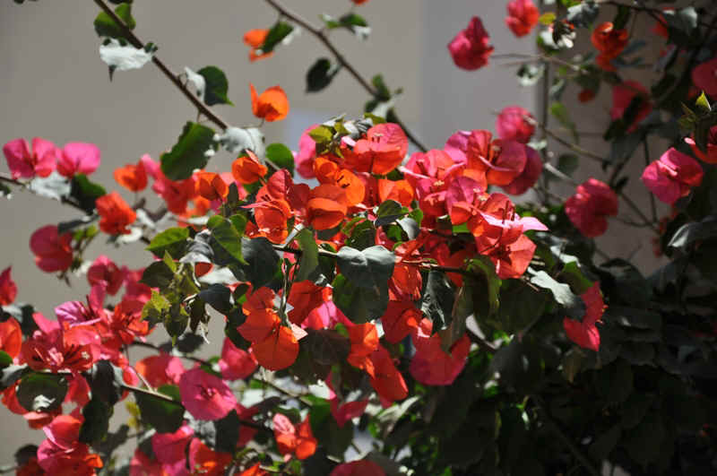 DSC_1835.JPG (238388 Byte)