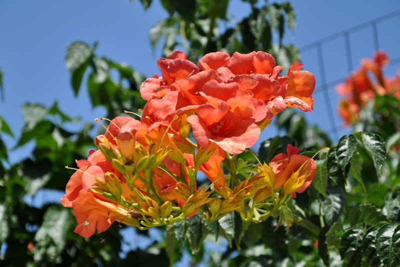 DSC_2265.JPG (243289 Byte)