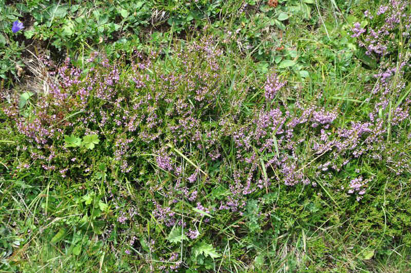 DSC_4015.JPG (220339 Byte)