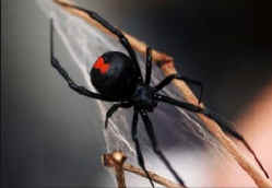 Redback.JPG (30036 Byte)