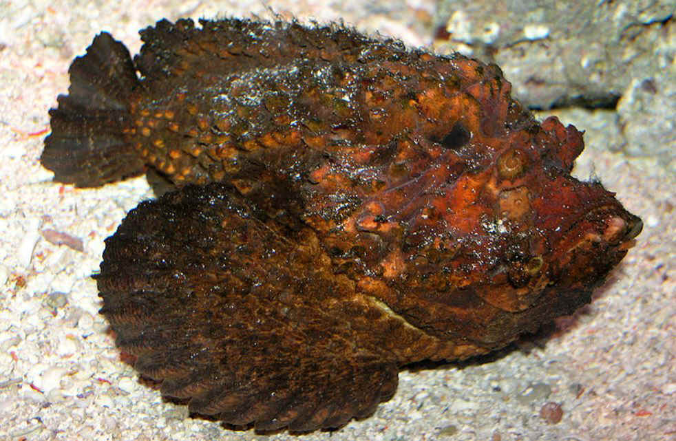 Stonefish.JPG (155878 Byte)