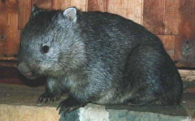 WOMBAT.JPG (29125 Byte)