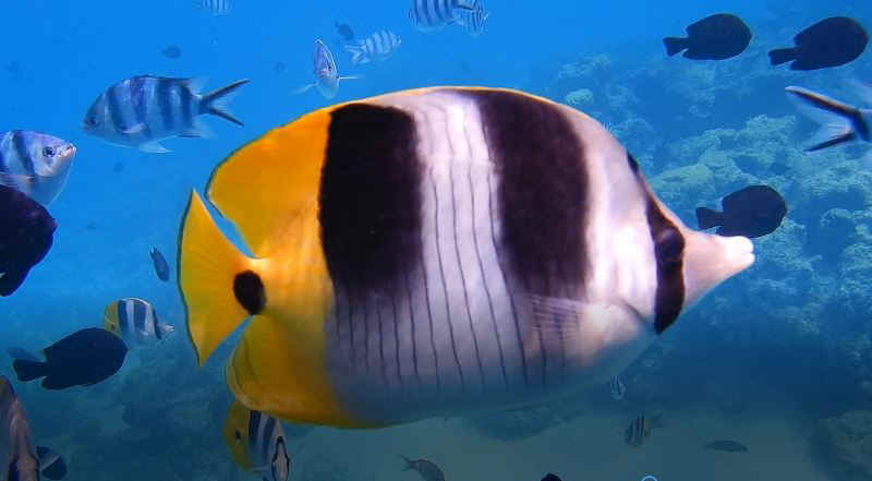 Butterfly fish 2.JPG (49636 Byte)